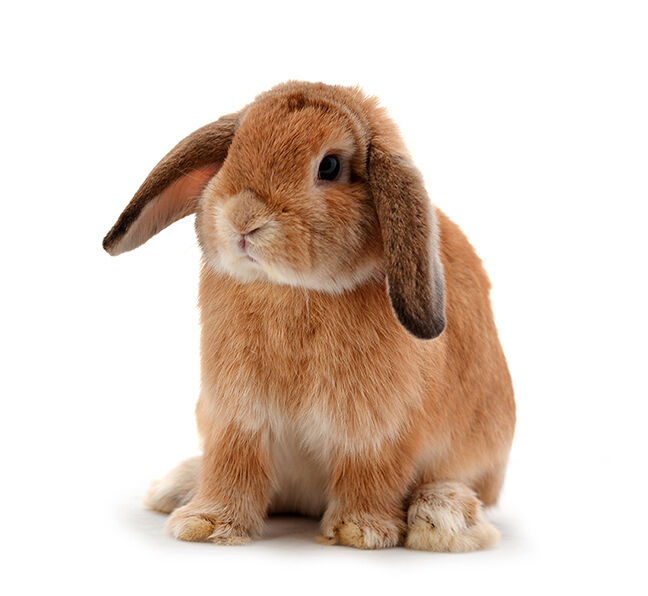 rabbit